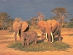 Rys 192: African Elephants.jpg [79468 bajt�w]